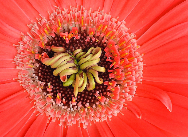 TPS - Macro - Colour - CLUBMEDAL - Colour Burst - Sue Jewell - SAVAS