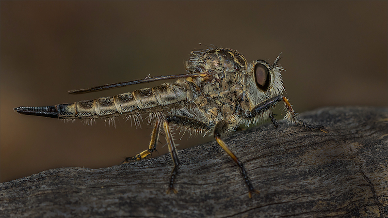 TPS - Macro - Colour - PSSASilverMedal - Hairy Robber - Cobus Manders - Bethal Fotografie Klub