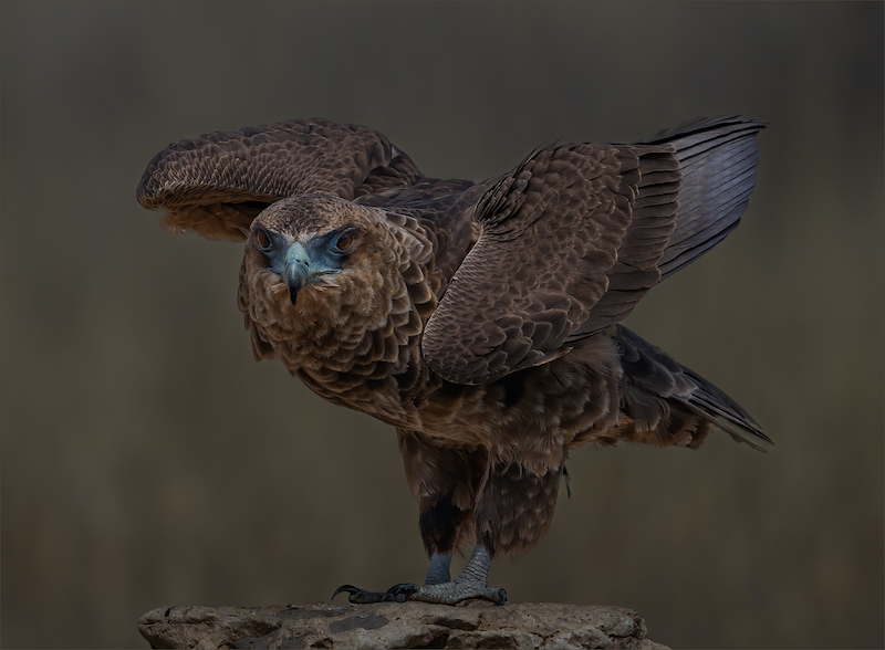TPS - Nature - Colour - CLUBMEDAL - Bateleur-1-22 - Hennie Louw - Bosveld Fotografie Klub