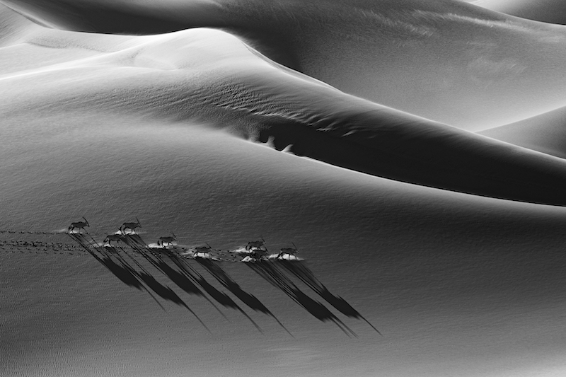 TPS - Open Monochrome - PSSASilverMedal - Chasing shaddows - Dewald Tromp - Midlens Fotoklub