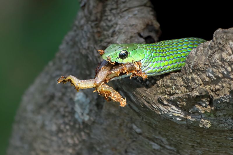 PSSA Runner-Up Bronze Medal- Juniors- Nature -  Frog in the mouth - Susan Troskie - Scottburgh Camera Club