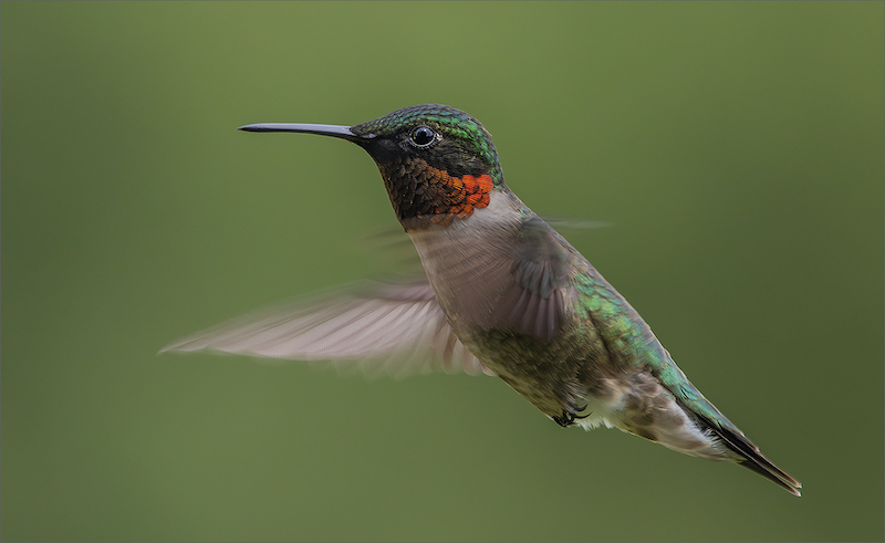 PSSA Silver Medal - Nature - Birds Only - Colour - Small bird - Cobus Manders-Bethal Fotografie Klub