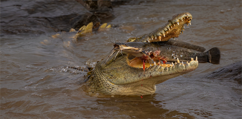 PSSA Silver Medal - Nature - No Birds - Colour - Vangs van die Dag 9857 HD - Tokkie Labuschagne -Magalies Foto Fun Club