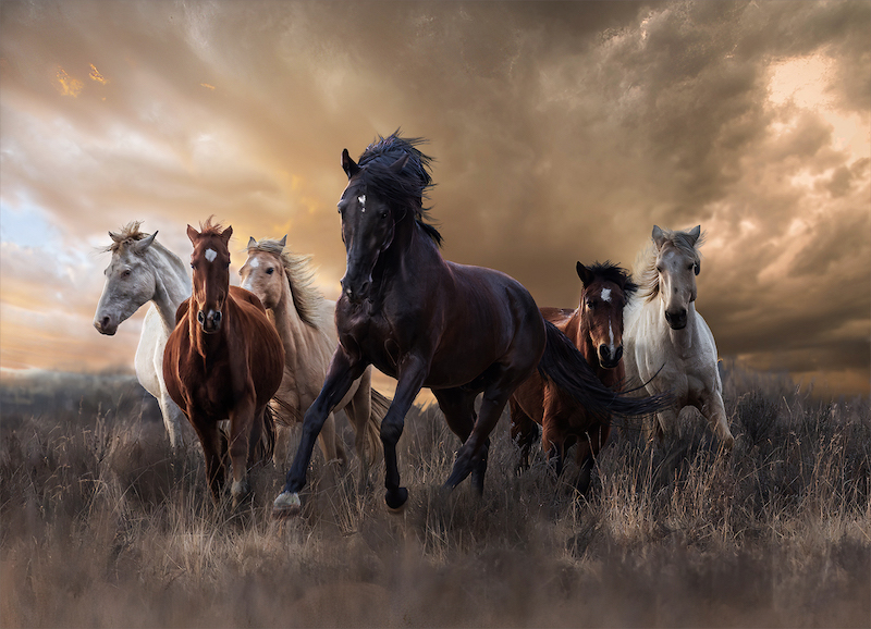 PSSA Silver Medal - Open Colour - Leading the herd 01 - Kobus Yssel-Southern Suburbs Camera Club