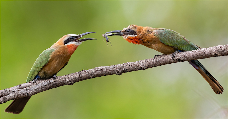 WCYP Silver Medal - Nature - Birds Only - Colour - Dinner time - Karen Van Zyl-Tafelberg  Fotografieklub