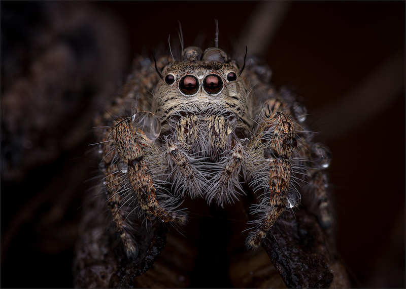 WCYP Silver Medal - Nature - No Birds - Colour - Jumping spider after the rain - Hannes Claassens-Midlens Fotoklub