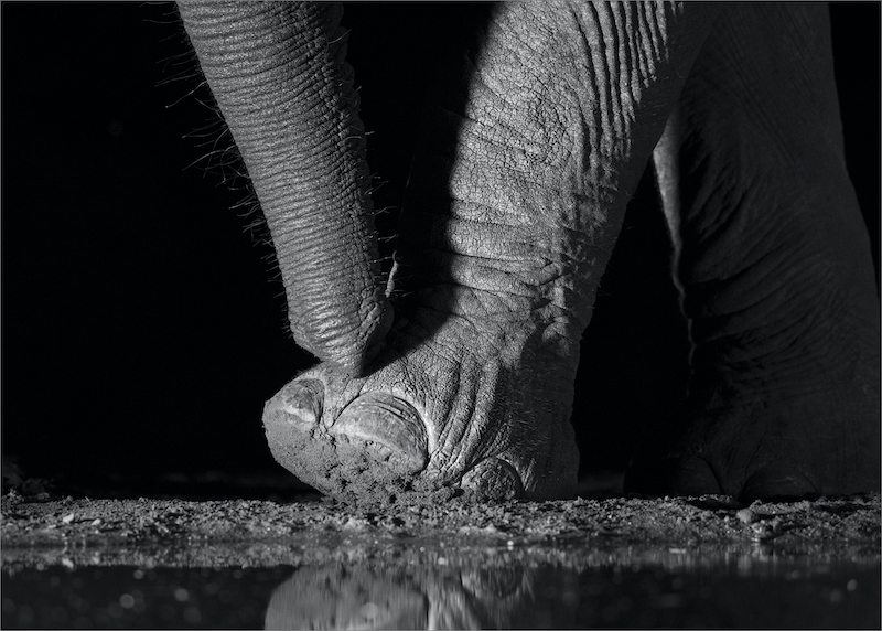 WCYP Silver Medal - Open Monochrome - Texture - Nellie Tromp-Midlens Fotoklub