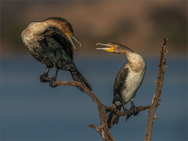 PSSA Silver Medal -Traditional Photo-Witborsduikers gesels-Gonnie Myburgh-National Photographic Club