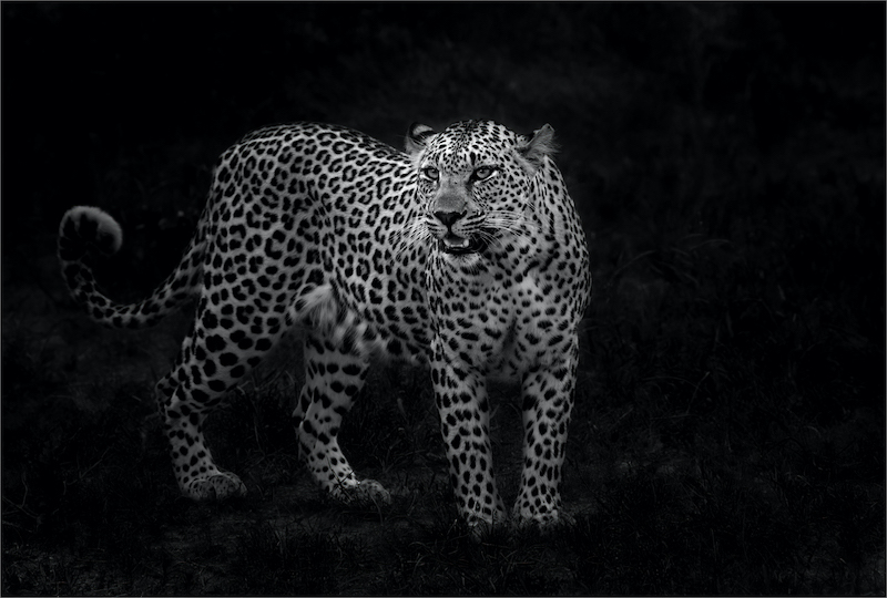 PSSA Silver Medal-Open Monochrome-mono leopard-Howard Gillitt-Westville Camera Club
