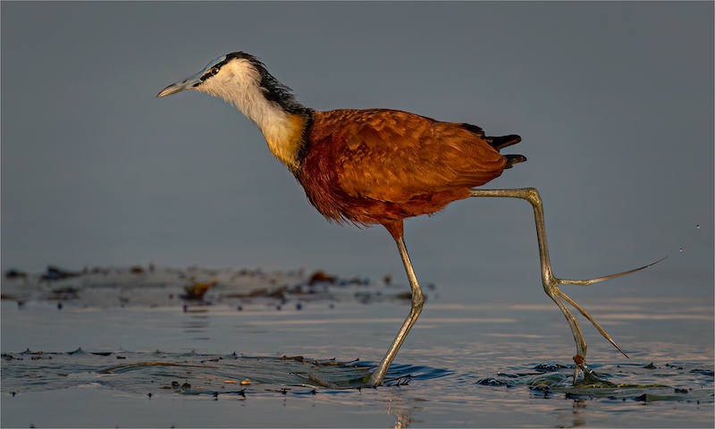 WPS Club Silver Medal-Nature Birds only-On the Run-Suzy De Beer-Vanderbijlpark Fotografiese Vereniging