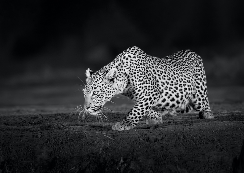 Hardus Pieters - Leopard crawl