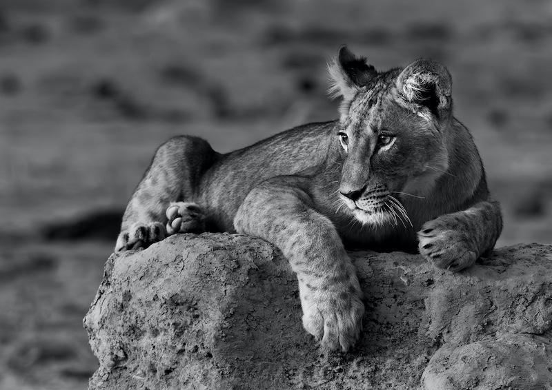 Leon Venter - Leeuwelpie verlang