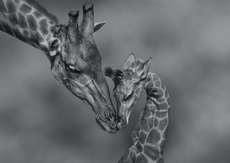 Michelle Pearson - Next generation