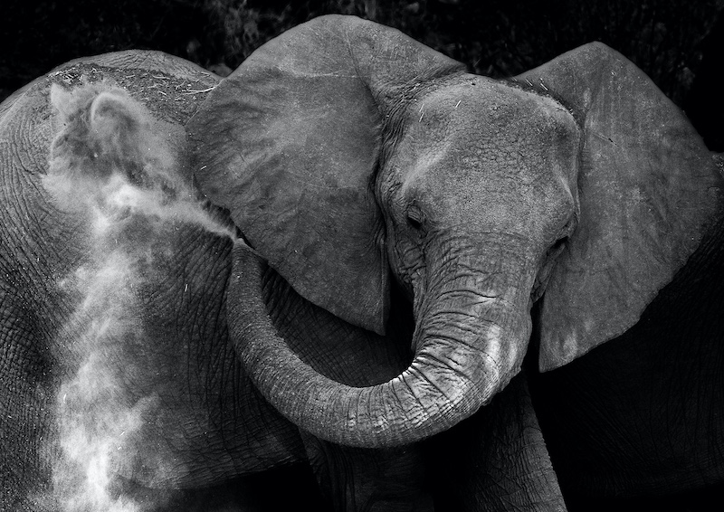 Qujintus Richter - Dusting