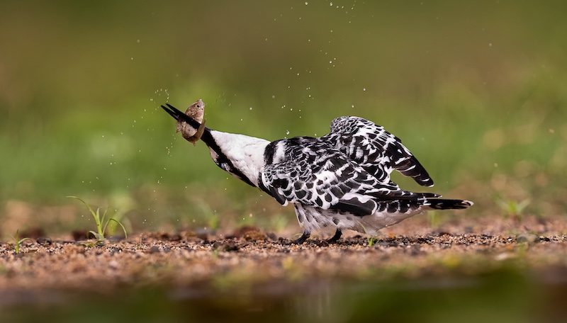 Alta Oosthuizen - Preparing my breakfast