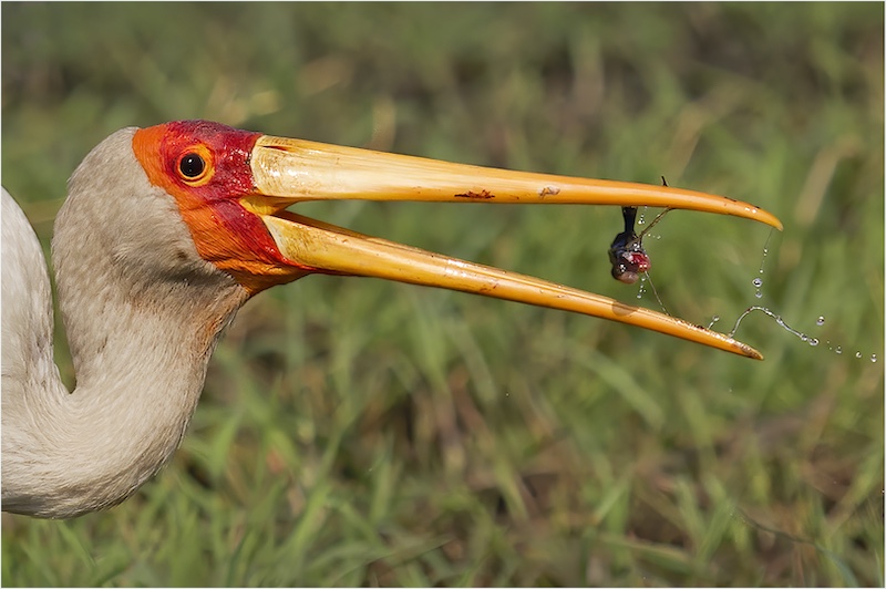 David Gardener - Yellow billed stork with meal