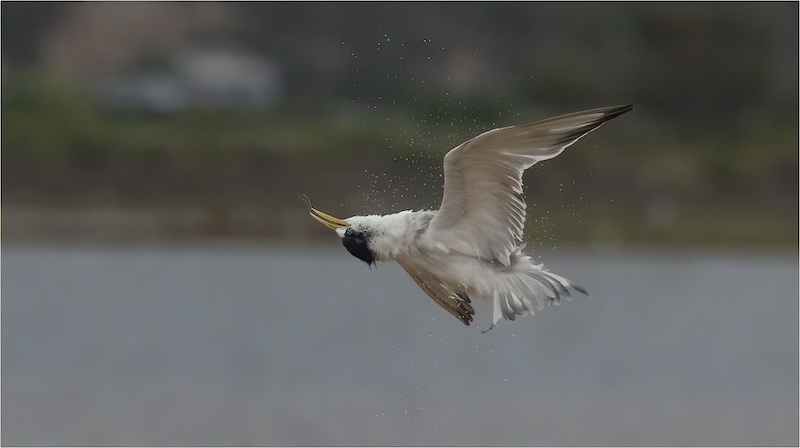 Dirk Heyns - Kop omdraai