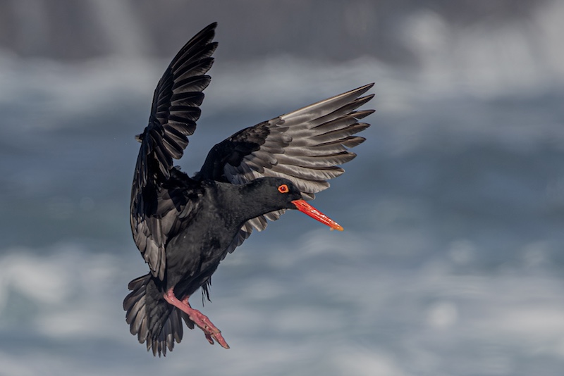 Gerbus Vermaak - African Black Oystercatcher flyng
