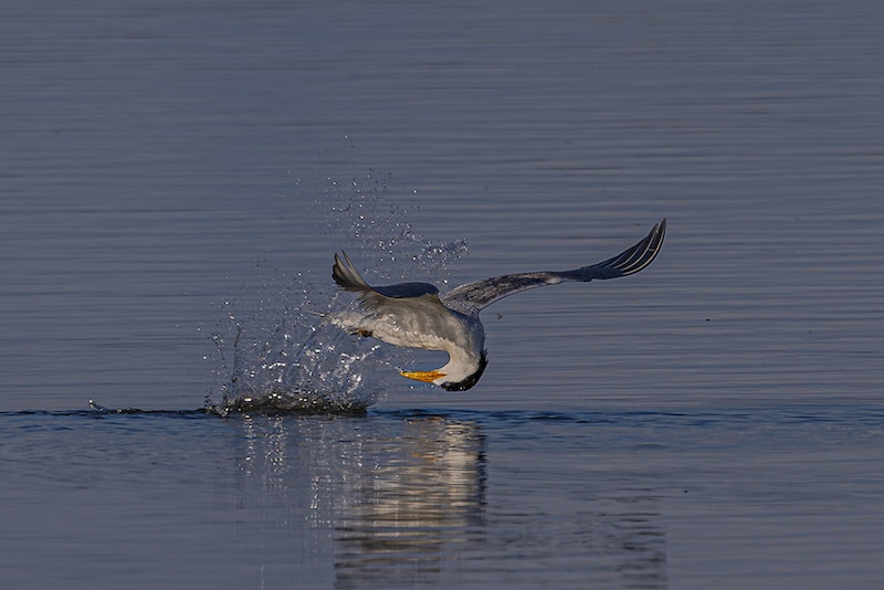 Gerbus Vermaak - Greater Crested-Tern catching fish