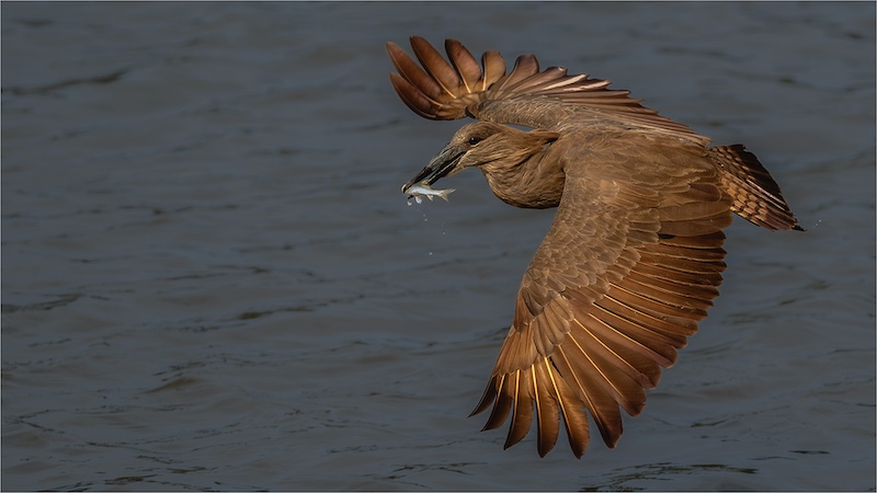 Hamerkop with fish in flight - Willie Labuschagne