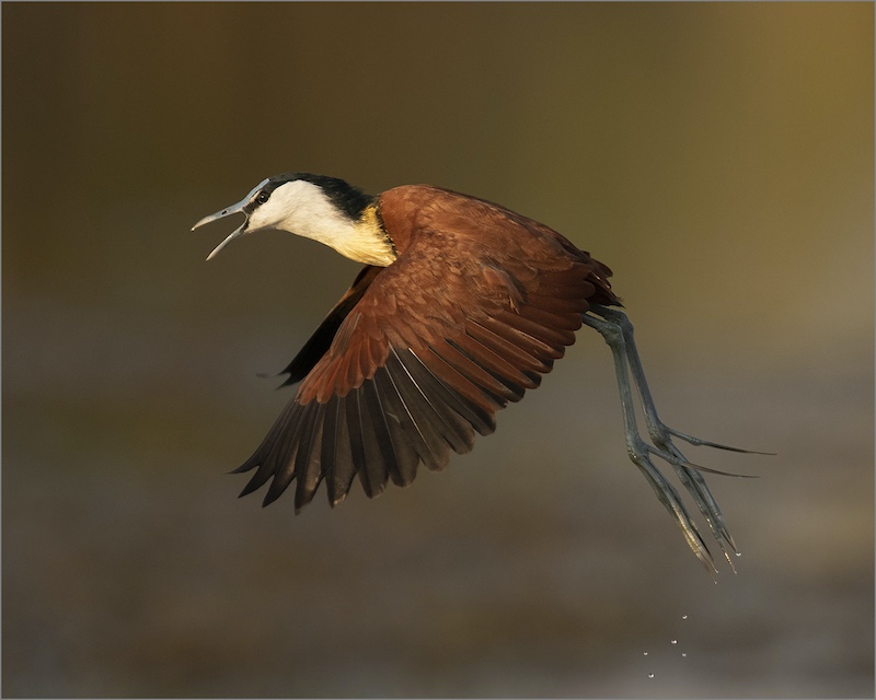 Hannes Rossouw - African Jacana on the Move