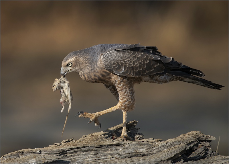 Hannes Rossouw - Pale Chanting Goshawk with Kill