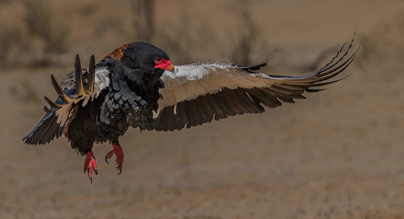 Hennie Louw - Bateleurr