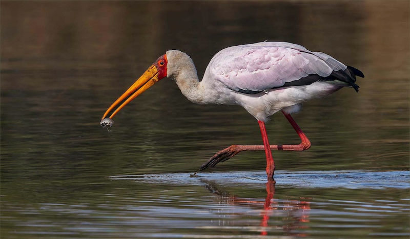 Hennie Louw - Morning stroll