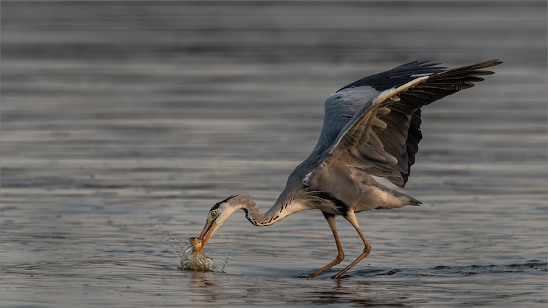 Johan Frost - Fishing From A Hippos Back