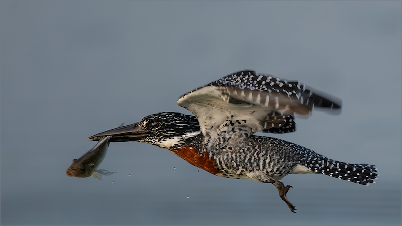 Johan Frost - Giant Kingfisher With Catch