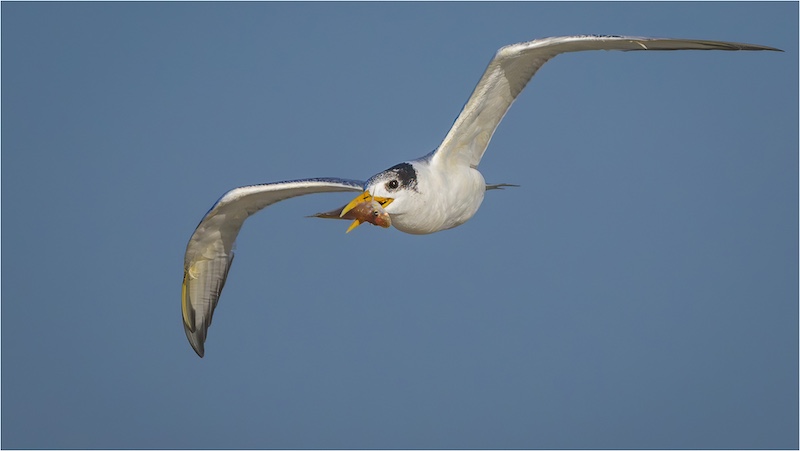 Martie Labuschagne - Tern with fish