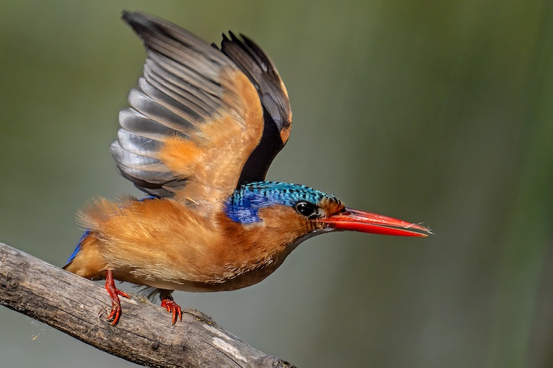 Robbie Aspeling - Take off