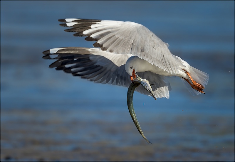 Stephan Labuschagne - Fishy Lunch