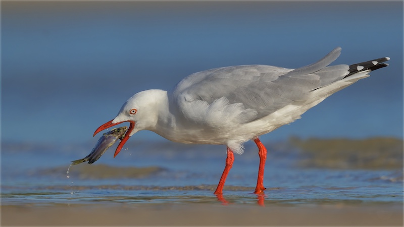 Stephan Labuschagne - Seagulls meal