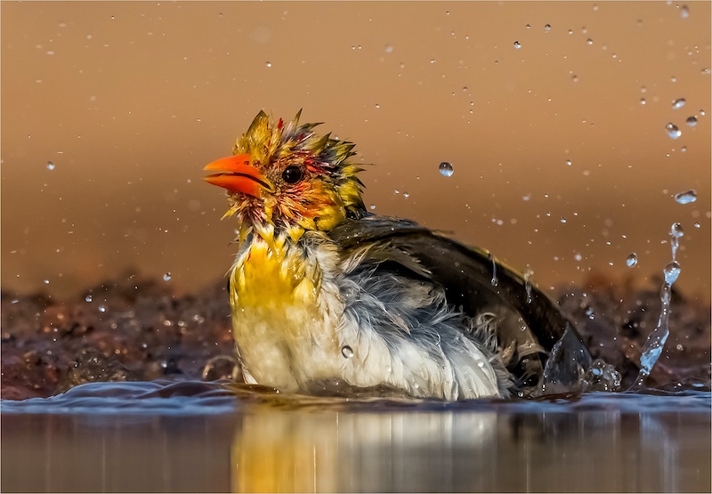 Steyn Joubert - GREEN WINGED PYTILIA BATHING