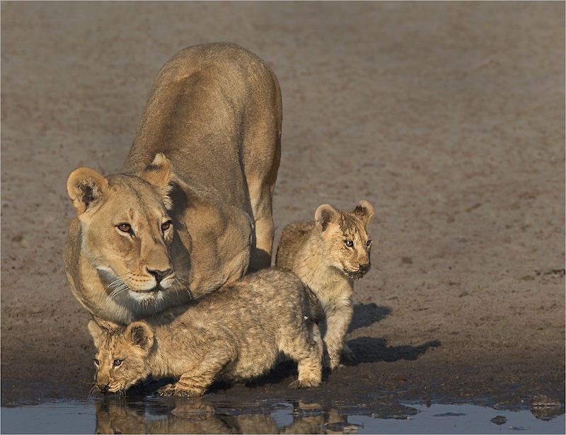 Andre Ligthelm - Alert with cubs