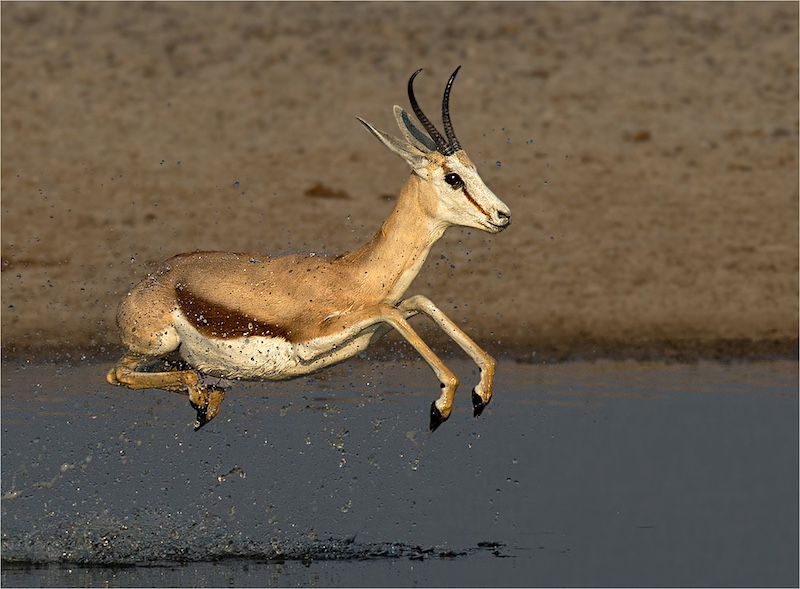 Anette Ligthelm - Flying springbok