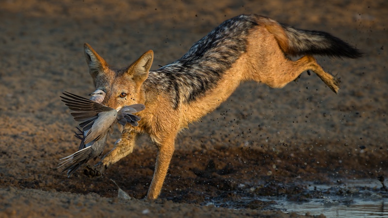 Charmaine Joubert - Another one bites the dust large