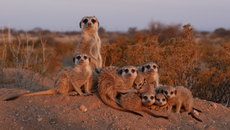 Jill Sneesby - Suricate Family