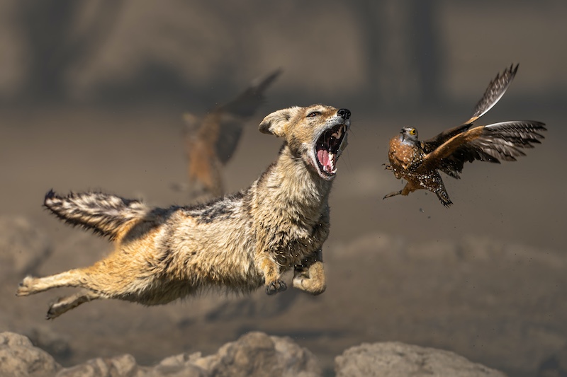 Kathy Kay - Jackal striving to make the catch