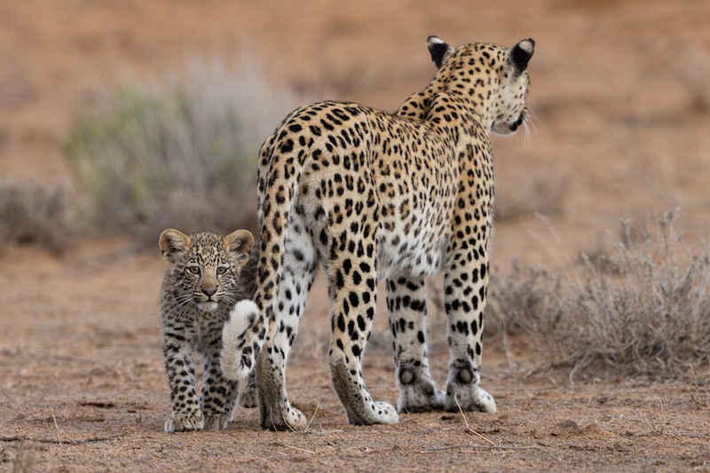 Kim Stevens - Curious cub