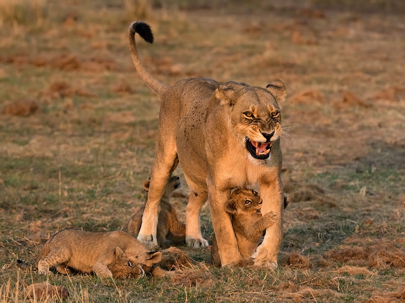 Mietsie Visser - Keer vir ma