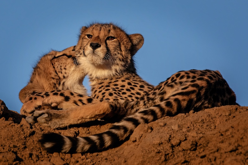 Stephen Kangisser - Cheetah Tender Moment