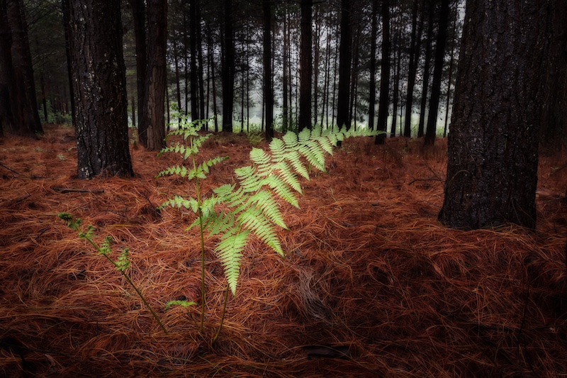 Alta Oosthuizen-Fern in the woods-National Photographic Club