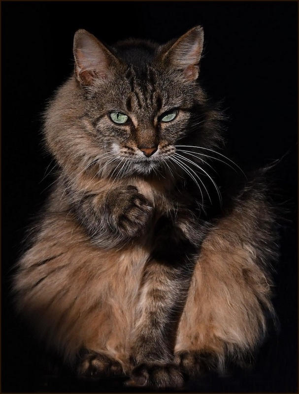 Andries Bornman-boks kat-Hibiscus Coast Photographic Society