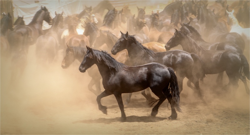 Carima van den Berg-Horses-AFO Photography Club