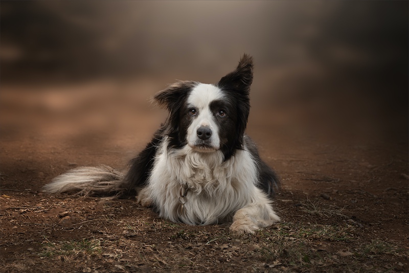 Cathy Dooley-Sammy-Southern Suburbs Camera Club