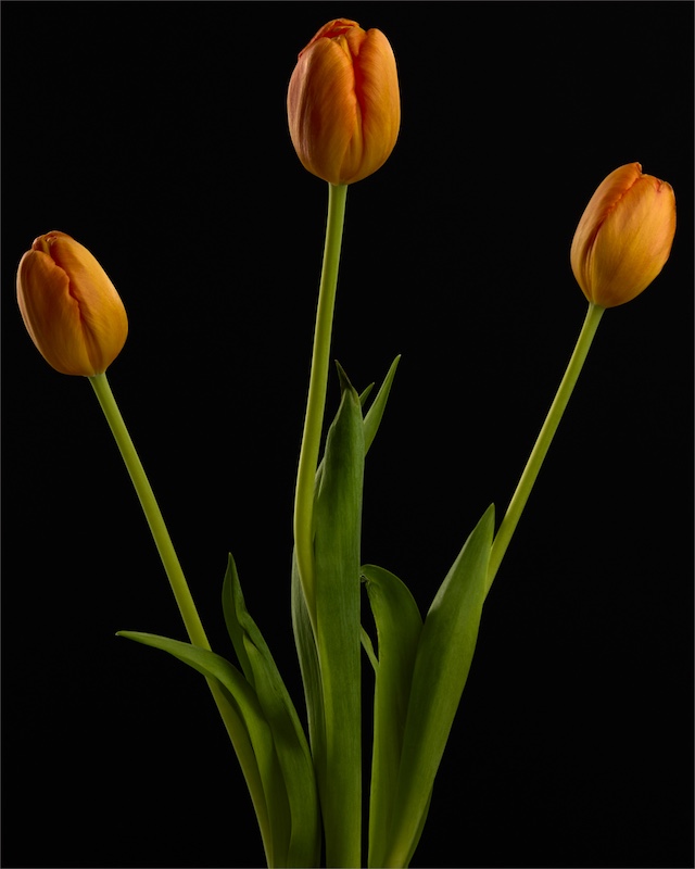 Debra Russell-Bunch of tulips-Edenvale Photographic Club