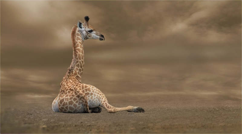 Michelle Pearson-Alone-Hibiscus Coast Photographic Society