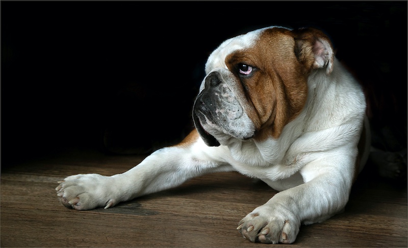 Neels Jackson-Van sit en staan-AFO Photography Club